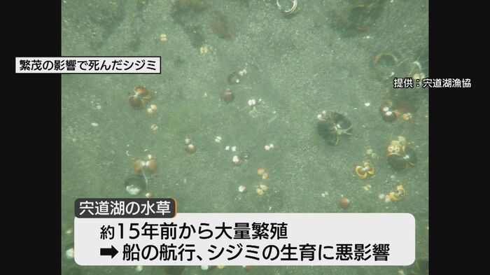 宍道湖に大量繁殖した水草　約15年前から船の航行やシジミの生育に悪影響を及ぼしている
