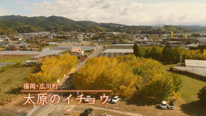 イチョウで黄色く彩られた一角が…(福岡・広川町)