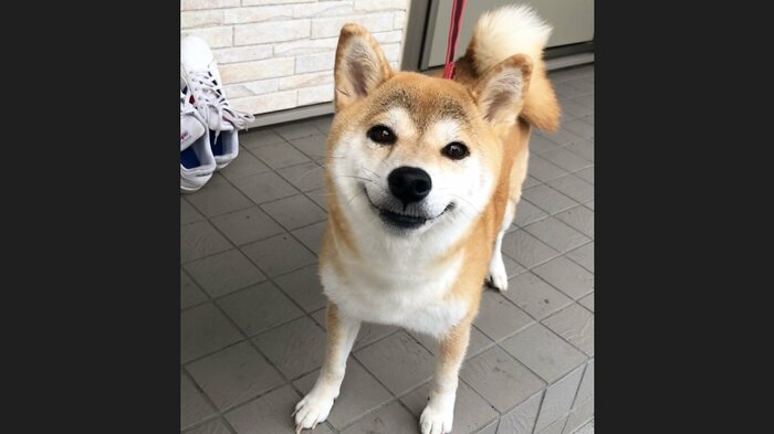普段のももちゃん