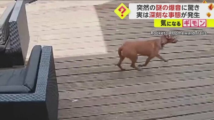 突然の地響きのような音に驚いた様子の犬