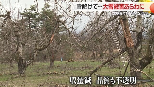 枝折れで木の養分バランスが崩れることの影響も計り知れない