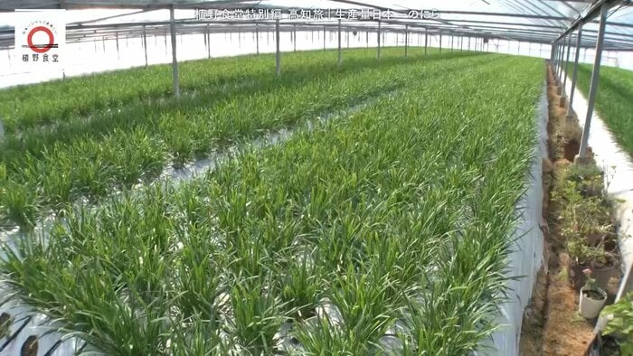 ニラ農家の生産者・松山直樹さんに見せてもらったハウスの中