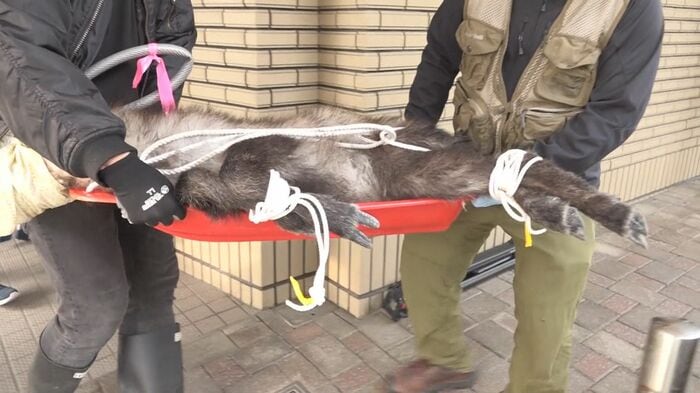 麻酔で眠らせ捕獲