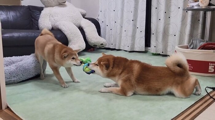 時にはおもちゃの取り合いもする