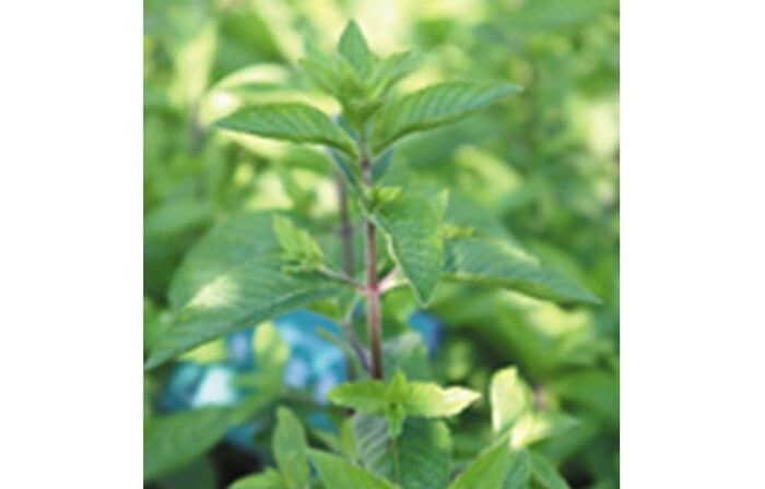 ハッカの葉（画像提供：北見ハッカ通商）