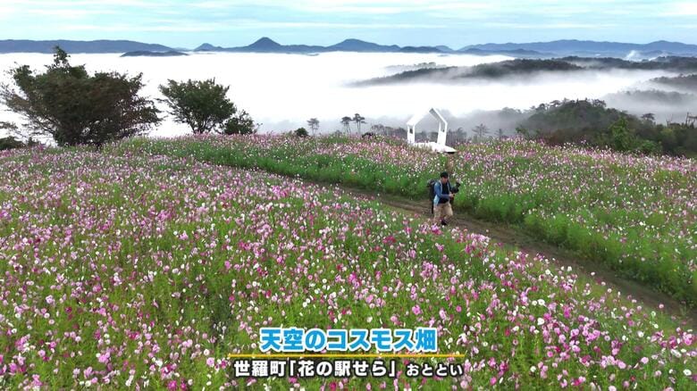「天空のコスモス畑」　５００万本のコスモスと雲海のコラボ　世羅町「花の駅せら」　広島｜FNNプライムオンライン