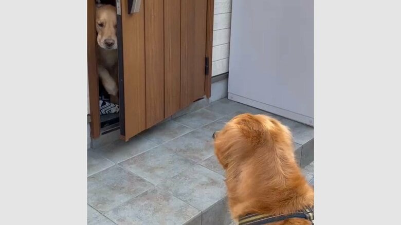 「玄関見つめてました」ドア越しでも“友達”の存在を察した愛犬の姿が尊い…会ったらどうなる？普段の関係性を聞いた｜FNNプライムオンライン