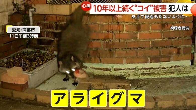 「やつらは忘れた頃に来ます、必ず」しっぽ残して食べられたコイ…犯人はアライグマ　子どもと名付けた「鯉太郎」も犠牲に…池から咥え逃げる姿防カメに　約10年前から20匹以上の被害か　愛知・蒲郡市｜FNNプライムオンライン