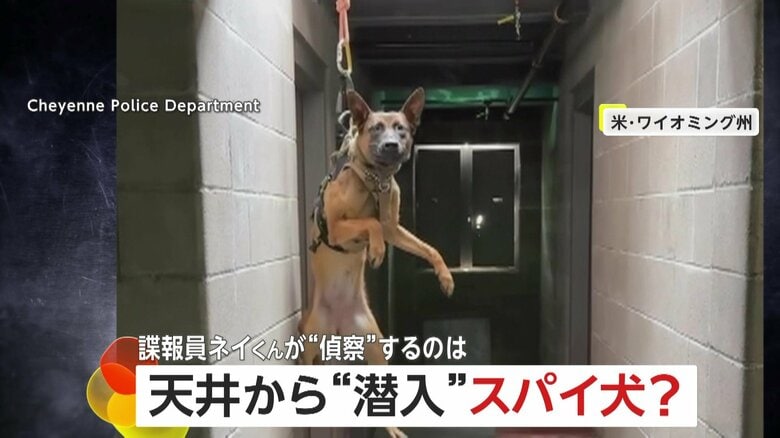 動物たちが“スパイ活動”天井からアメリカの警察犬が“潜入訓練”　「極秘任務は任せて」日本では“諜報員”のレッサーパンダが偵察も｜FNNプライムオンライン