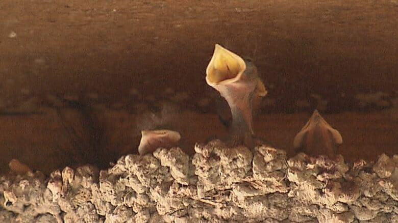 納屋に約40個のツバメの巣…ヒナはすくすく成長中 “傘の花”でフン対策も【福岡発】