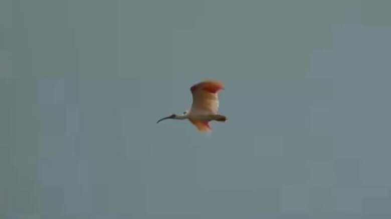 中能登町で放鳥のトキ、2羽死ぬ 七尾市の山林近くと農地のそばで発見 「損傷が激しく」死因の特定は困難｜FNNプライムオンライン