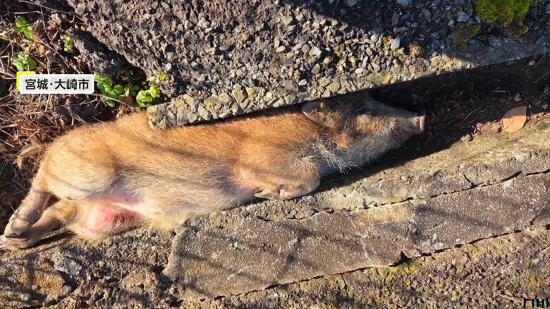 溝にはまった「うり坊」の救出劇「大丈夫！がんばれ！」と男性がイノシシを励まし続けたワケ「恐怖や不安が目に見えた」宮城・大崎市｜FNNプライムオンライン