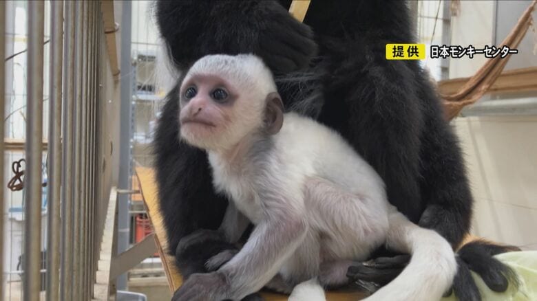わずか3カ月程の“真っ白なサル”など…東海3県の動物園や水族館に赤ちゃん続々誕生 ツキノワグマは10頭も｜FNNプライムオンライン