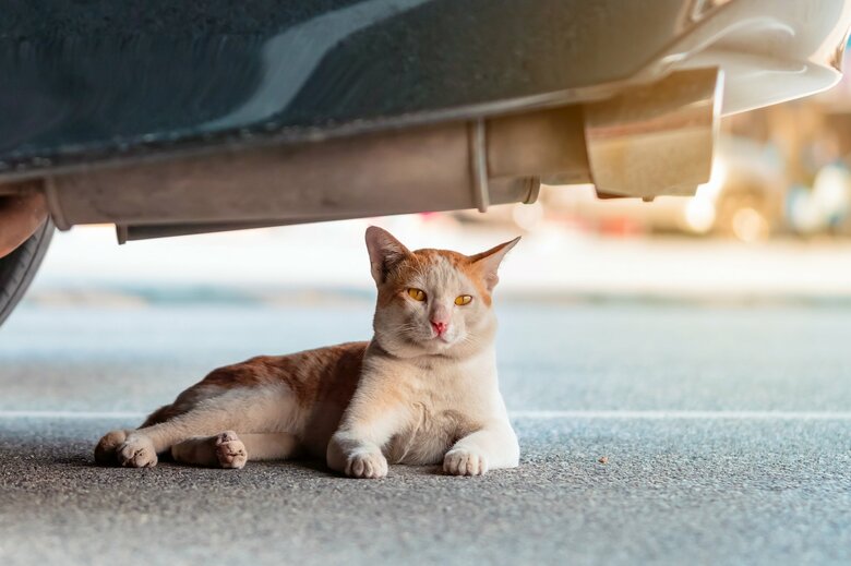 車の下も注意深く探そう