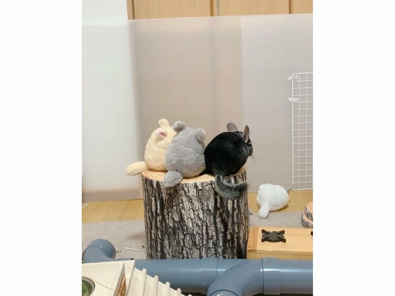 提供:ちーこっこさん