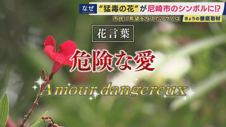 キョウチクトウの花言葉は「危険な愛」