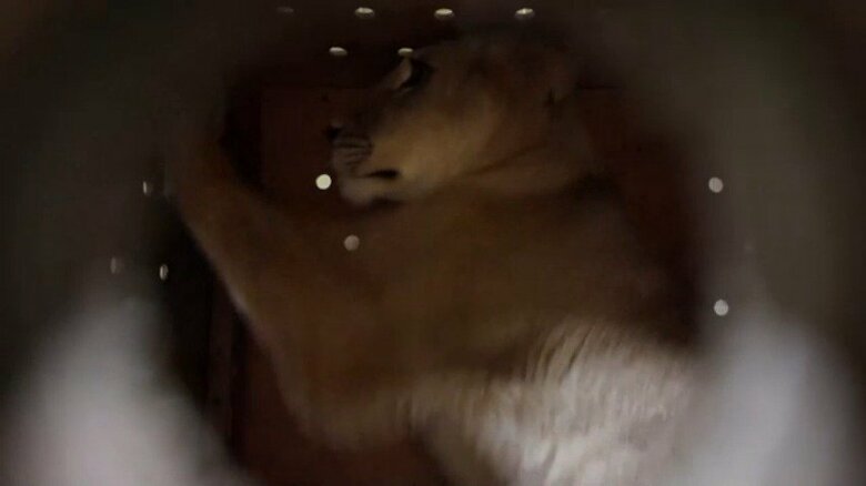 ロシアから北朝鮮に動物が贈られる様子