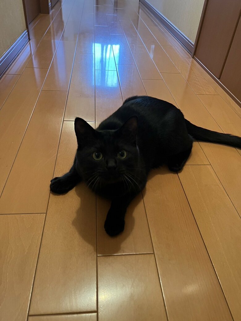 提供：サラミさん