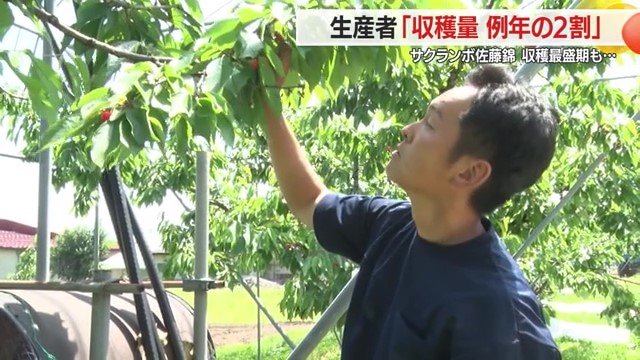お天道農園・代表 安孫子陽平さん