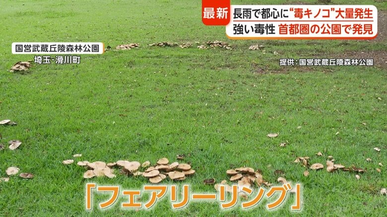 これらも毒キノコとみられる