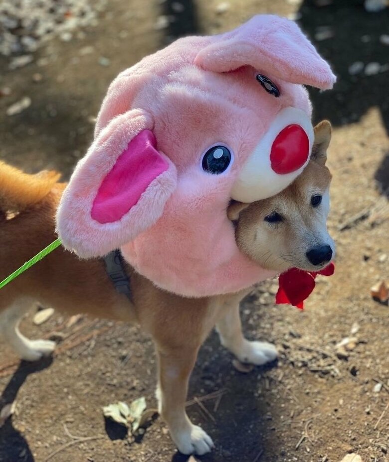 かぶり物は少し苦手？