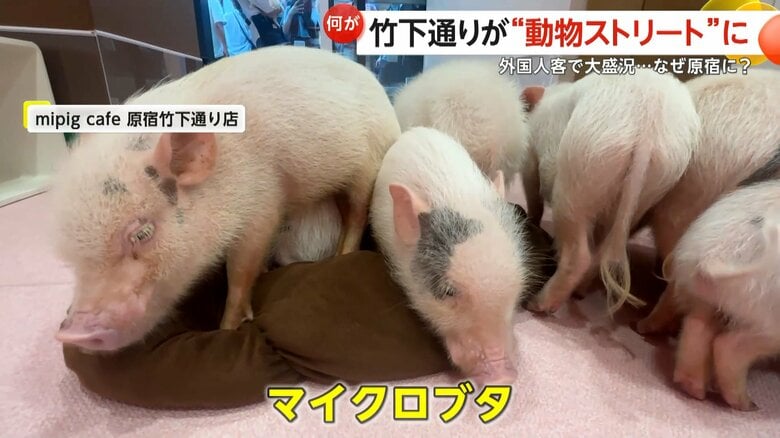 「mipig cafe 原宿竹下通り店」のマイクロブタ