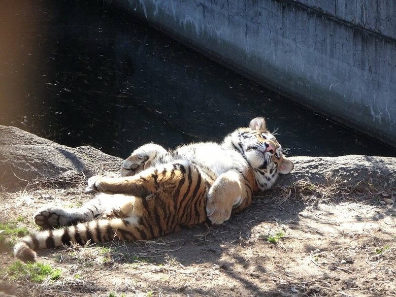 水の堀近くでおなかを出してひなたぼっこ（提供：浜松市動物園）