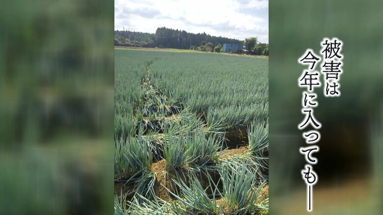 畑に残された何かが突っ切ったような跡