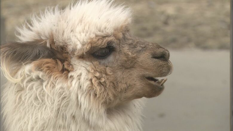 動物の口腔内には多くの「細菌」