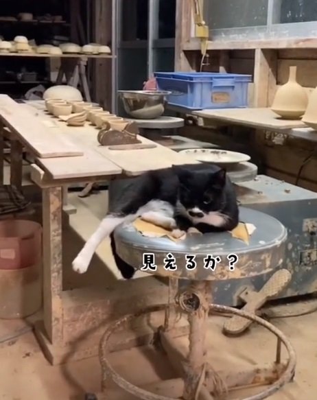 工房でくつろぐポッキーちゃん