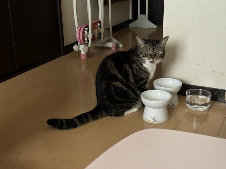 「ごはんください！」