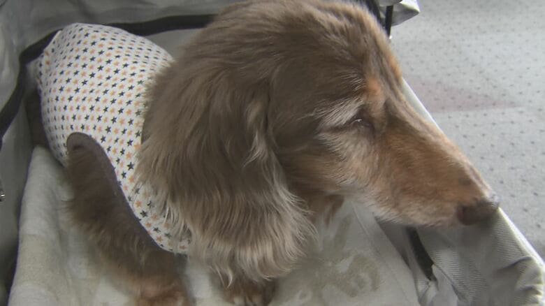 小型・中型犬の最高齢「虎太郎」
