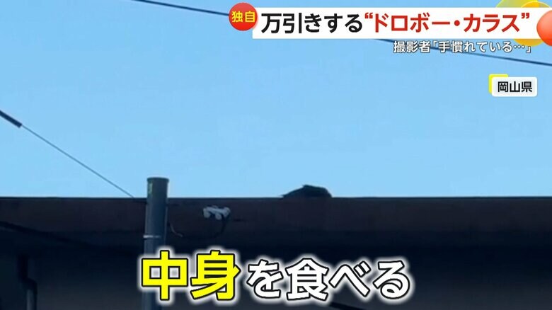 器用にくちばしでつついて中身を食べていたカラス（ルター）