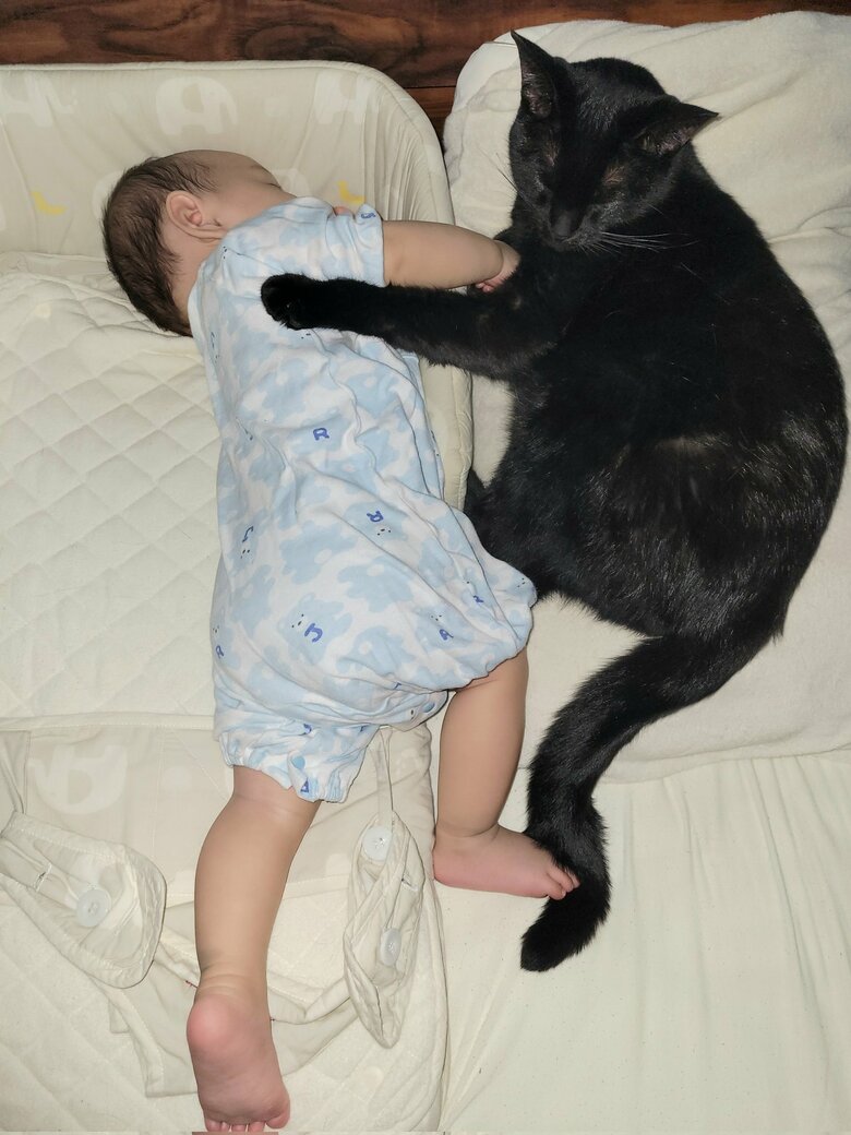 提供：仔猫を拾ったので