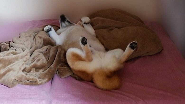 飼い主さんの出勤を“全く見送る気のない”こま次郎くん