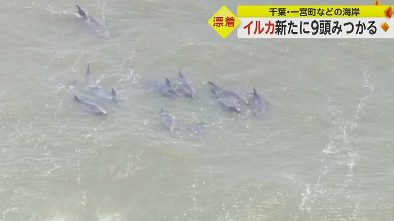 千葉県一宮町の釣ヶ崎海岸から、いすみ市にかけての海岸で30頭以上のイルカが打ちあがる（4月3日午前）