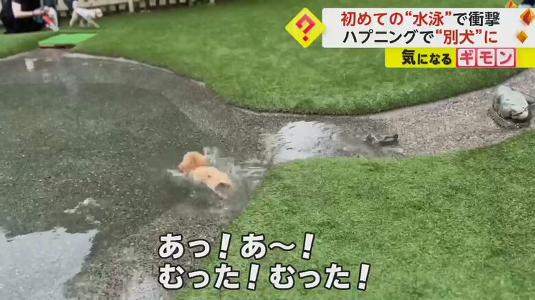 水の中にドボンと落ちたむったくん