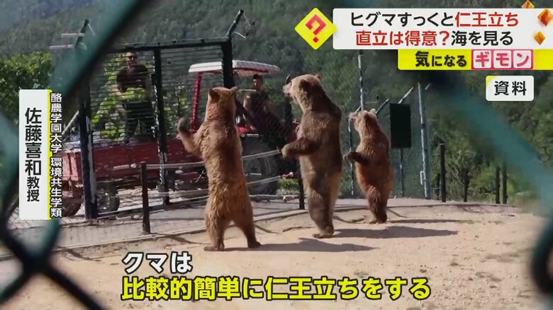 フェンスに捕まり、二本足で立つクマ
