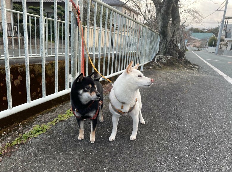 提供：柴犬のくぅとそらさん