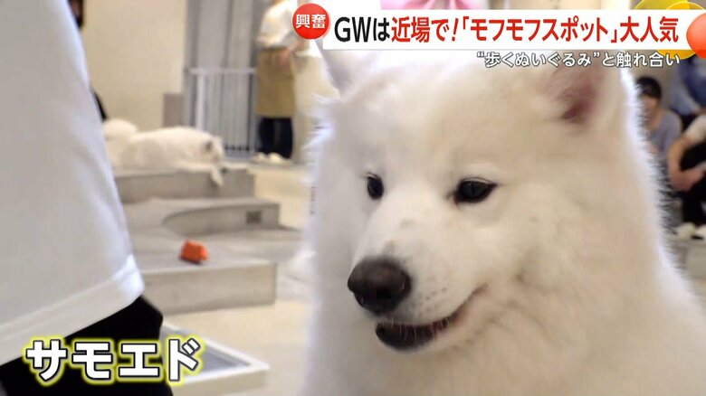 柔らかい真っ白な毛で体が覆われた大型犬サモエド