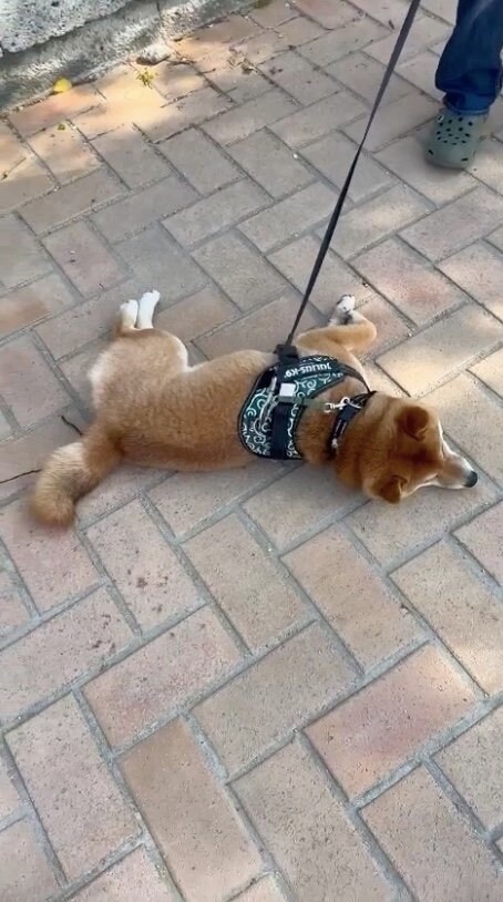 違う日にも…（提供：カンさん）