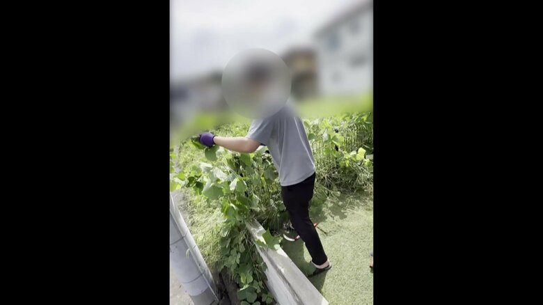 空き地から大量の草が侵食している様子