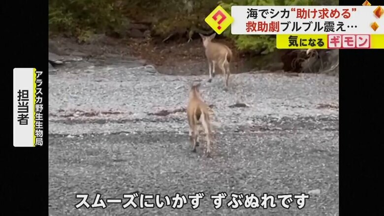 野生生物局に救助され、ボートから降りた2頭のシカ