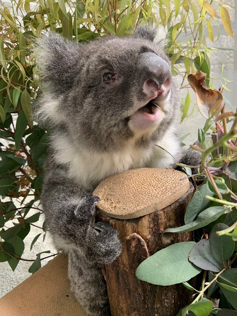 え!?と驚いているかのようなみどりちゃん（提供：イングランドの丘）