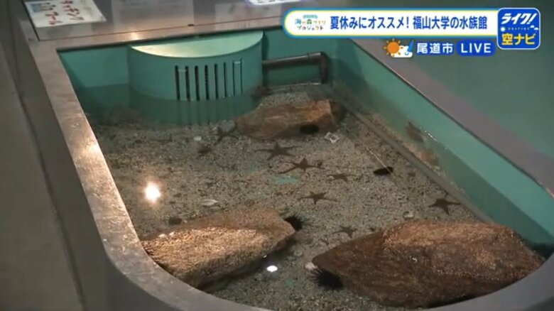 海の生き物に触れるタッチングプール