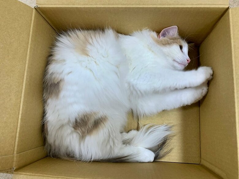 段ボール箱と一体化