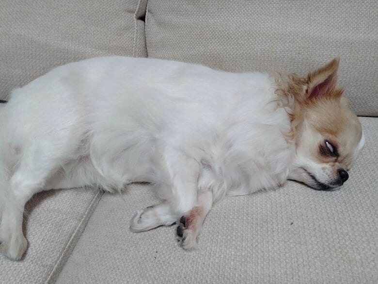 白目で寝ている