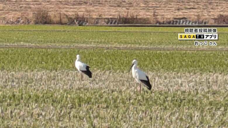 稲刈り後の田んぼに2羽のコウノトリが飛来（2024年）