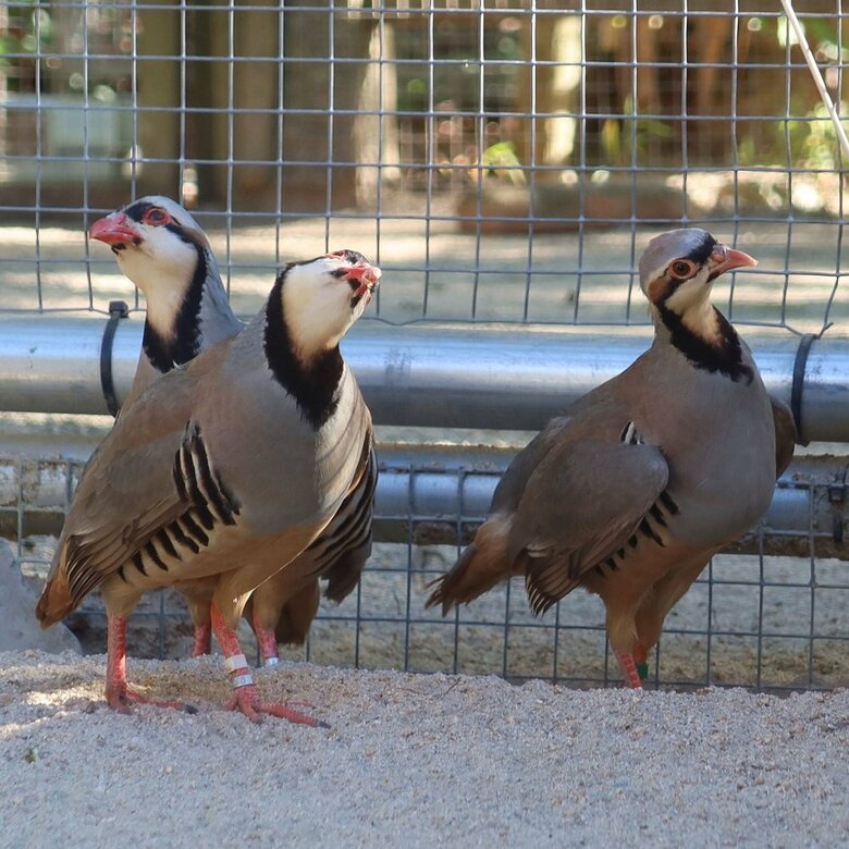 夏は少しスリム？（提供：松江フォーゲルパーク）