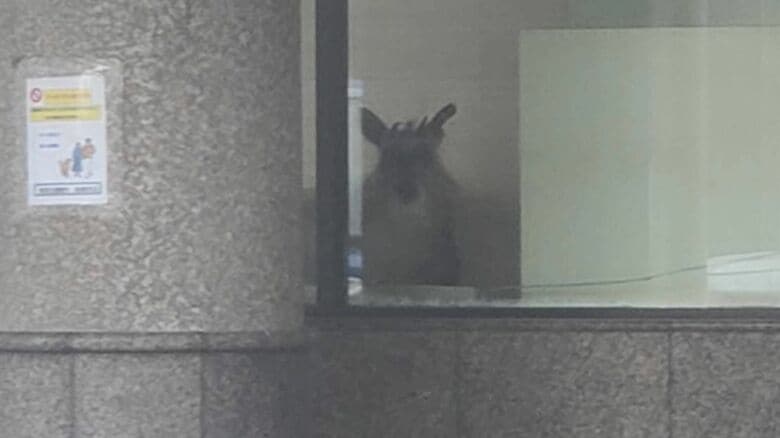 カモシカ